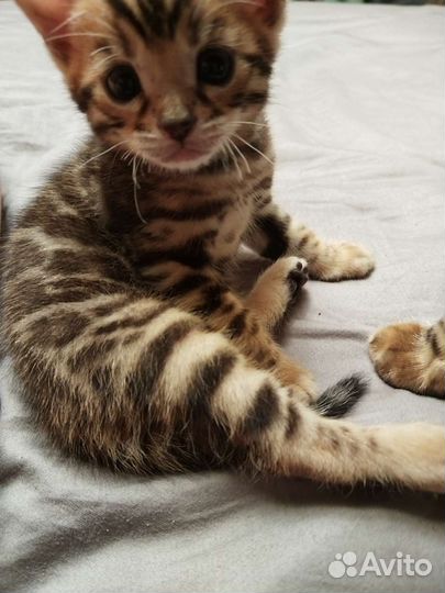 Бенгальский котенок