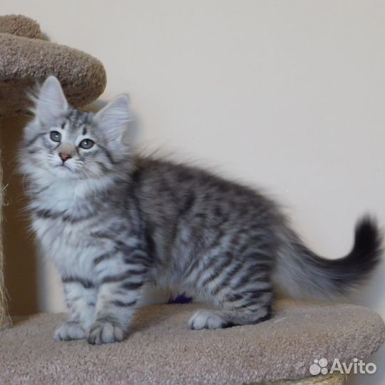 Котята норвежская лесная