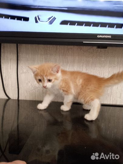 Отдам в добрые руки