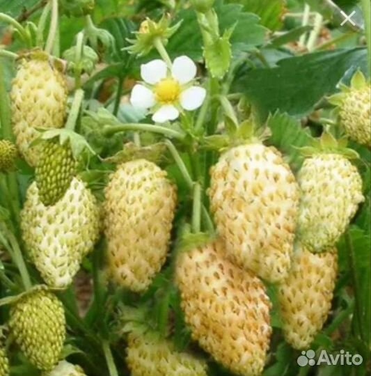 Рассада белой садовой земляники