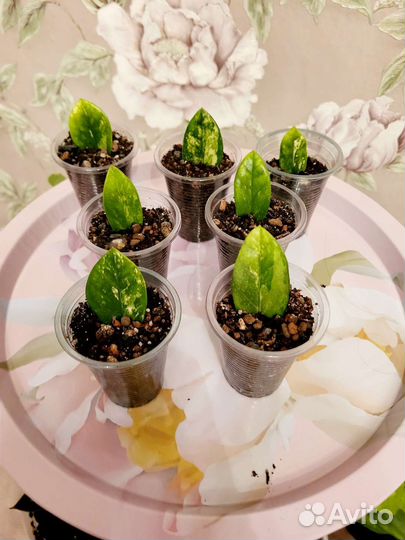 Замиокулькас Short Leaf