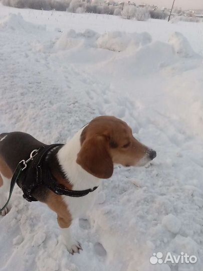 Эстонская гончая для вязки, кобель