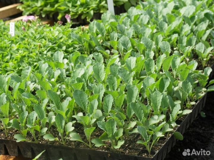 Кассеты для рассады