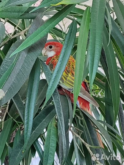 Попугай розелла с клеткой