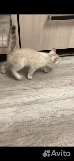 Бенгальский котенок