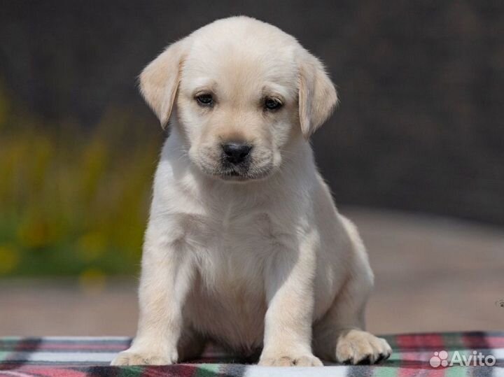 Лабрадор щенки