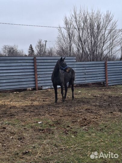 Рысачка полукровка