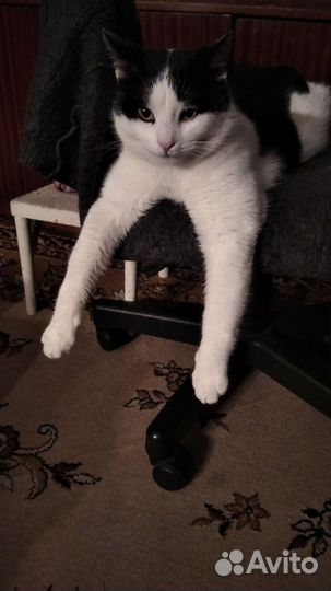 Кот потеряшка