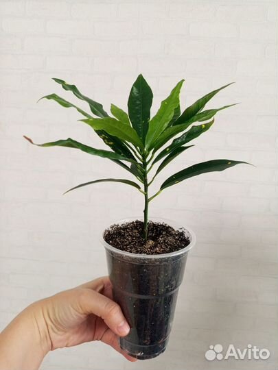 Кодиеум кротон в стакане 0.5 л