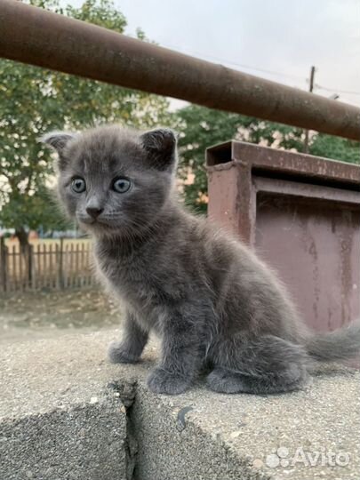 Кошка в дар