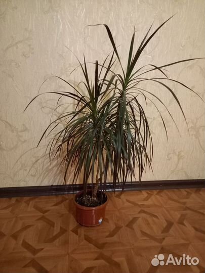 Драцена Маргината (драцена-пальма)