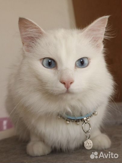 Голубоглазая кошка