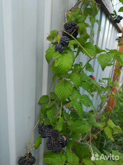 Саженцы чёрной малины