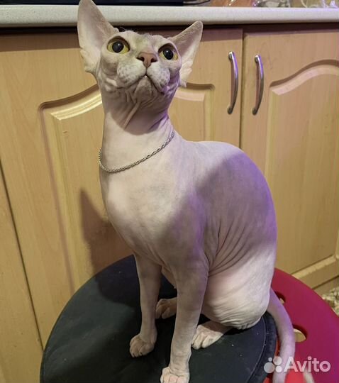 Канадский сфинкс