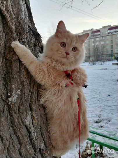 Кошка