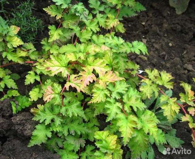 Стефанандра разрезнолистная Криспа