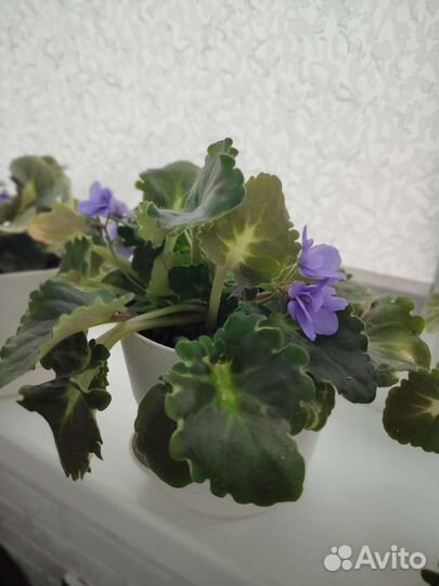 Фиалки цветущие в горшке