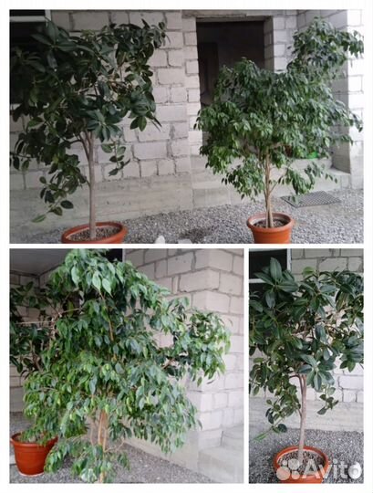 Комнатные цветы фикус бенджамина