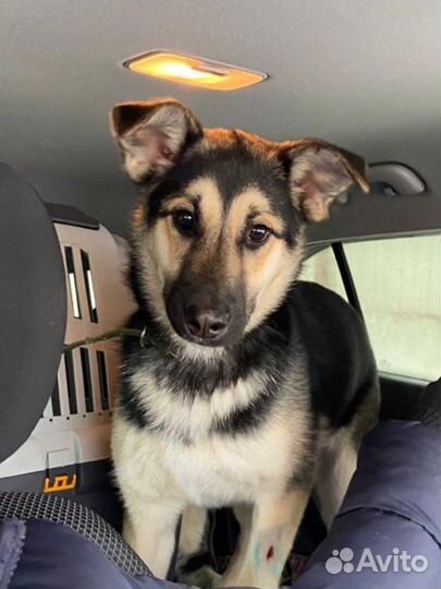 Метис овчарки в дар