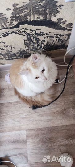 Потерялся кот