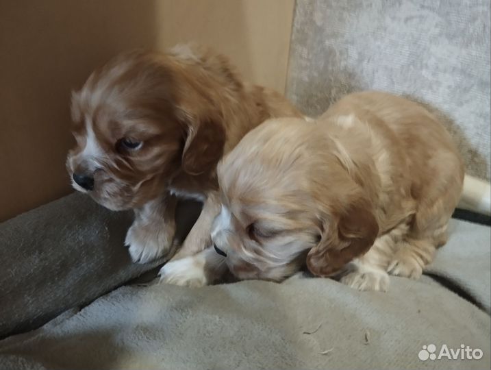 Щенки кокер спаниеля