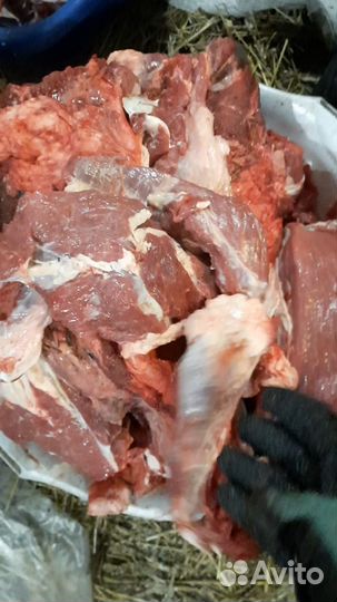 Мясо для собак говядина