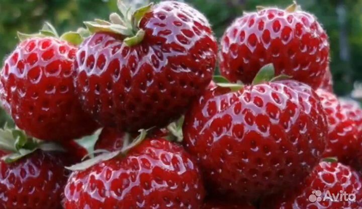 Клубника,рассада