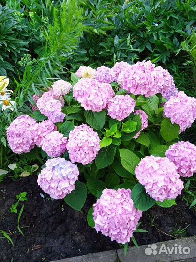 Гортензия крупнолистная Вечное лето саженцы