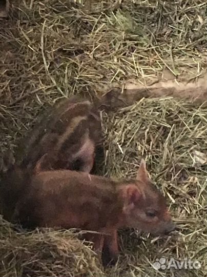 Дикие кабаны