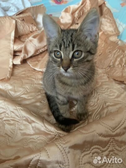 Котенок в добрые руки