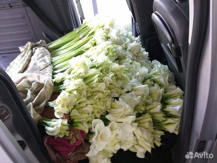 Цветы. Каллы