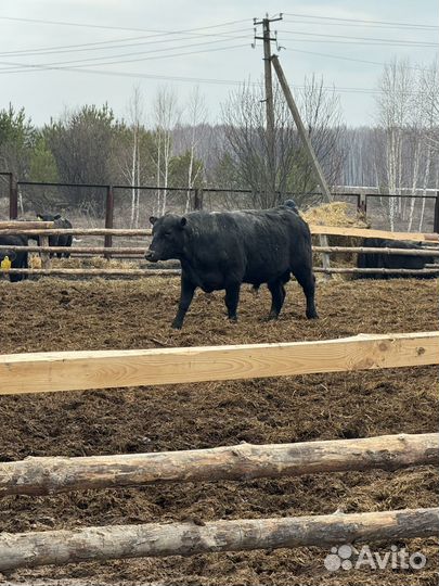 Быки абердин ангус