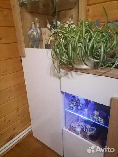 Хлорофитум кудрявый