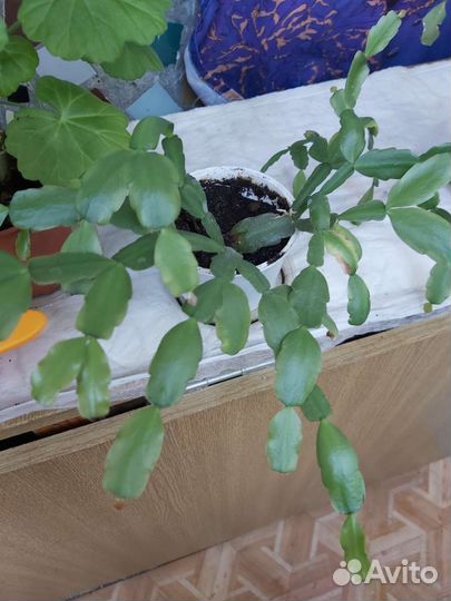 Декабрист, драцена