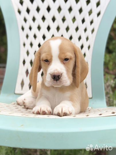 Щенки бигль