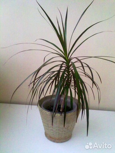 Драцена, кордилина