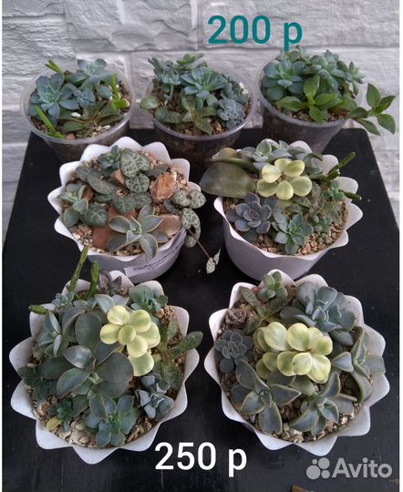 Композиции из суккулентов