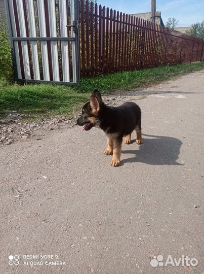 Немецкая овчарка