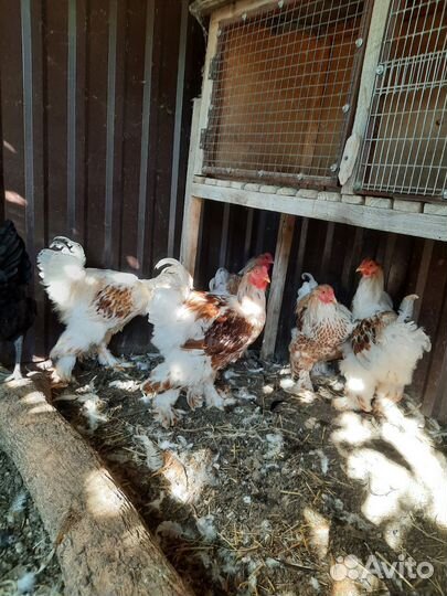 Петух Брама