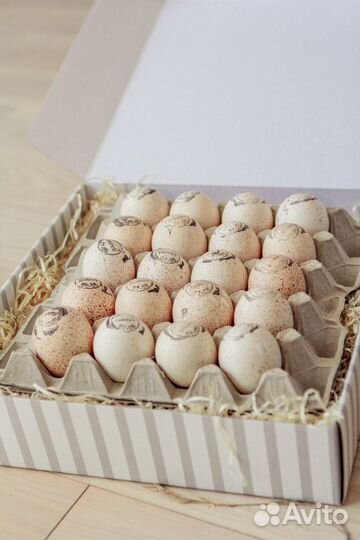 Инкубационное яйцо