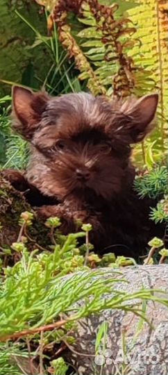 Шоколадный йорк