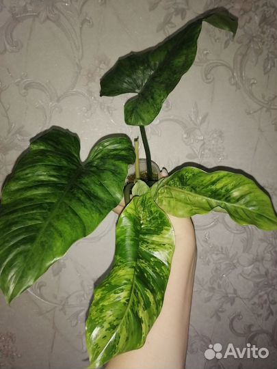 Филодендрон Пин Тонг, Вайт визард