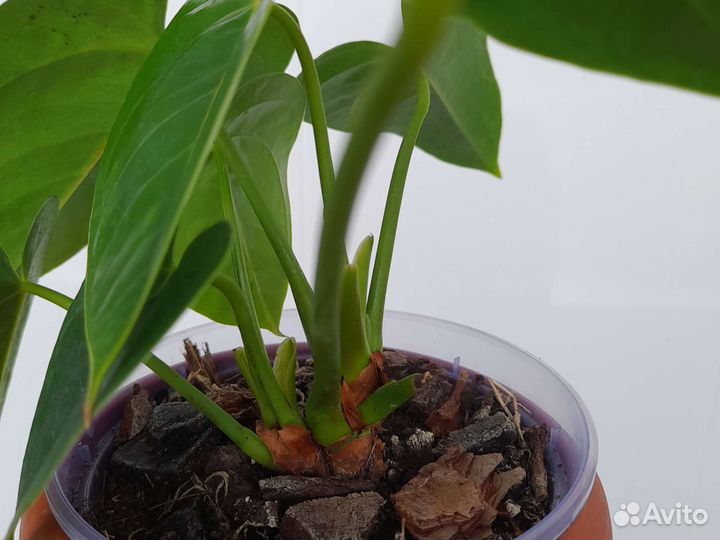 Антуриум Карма Дарк Ред