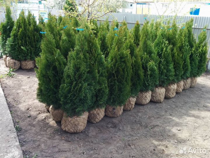 Туи Смарагд