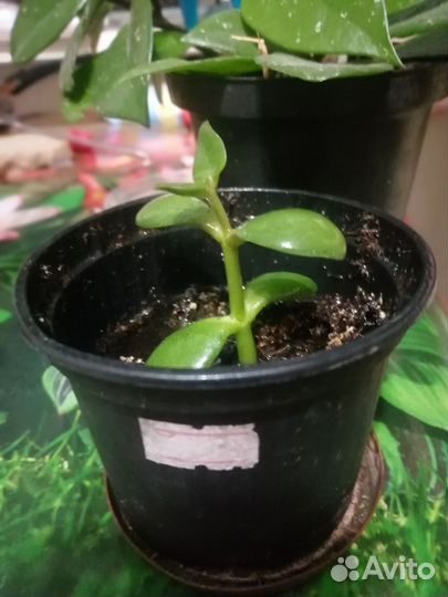 Денежное дерево, хойя