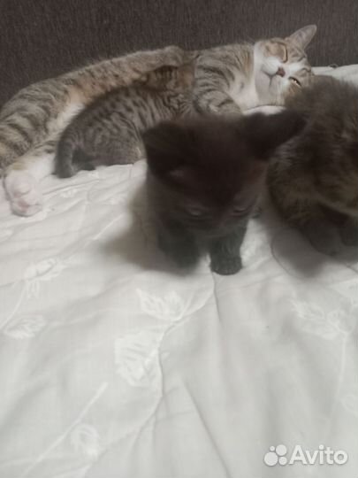 Котята в добрые руки
