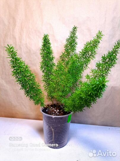 Комнатные растения, доставка (09.08)