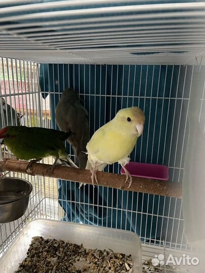 Попугай корелла безщекии,какарики ручные