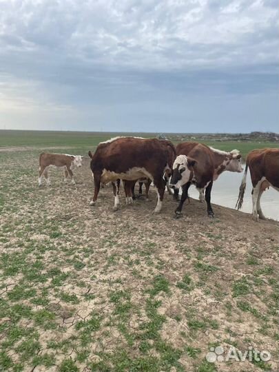 Коровы с телятами