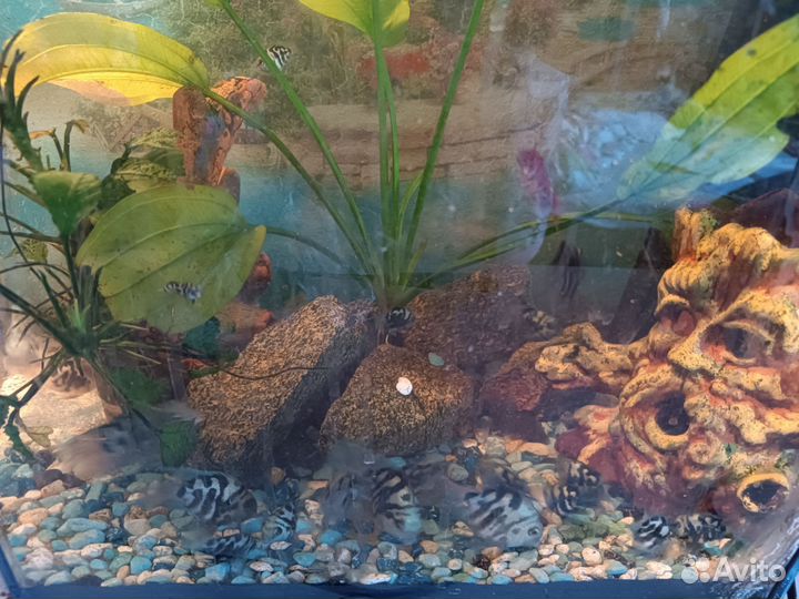 Продам аквариумных рыбок